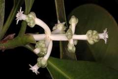 Psychotria dalzellii